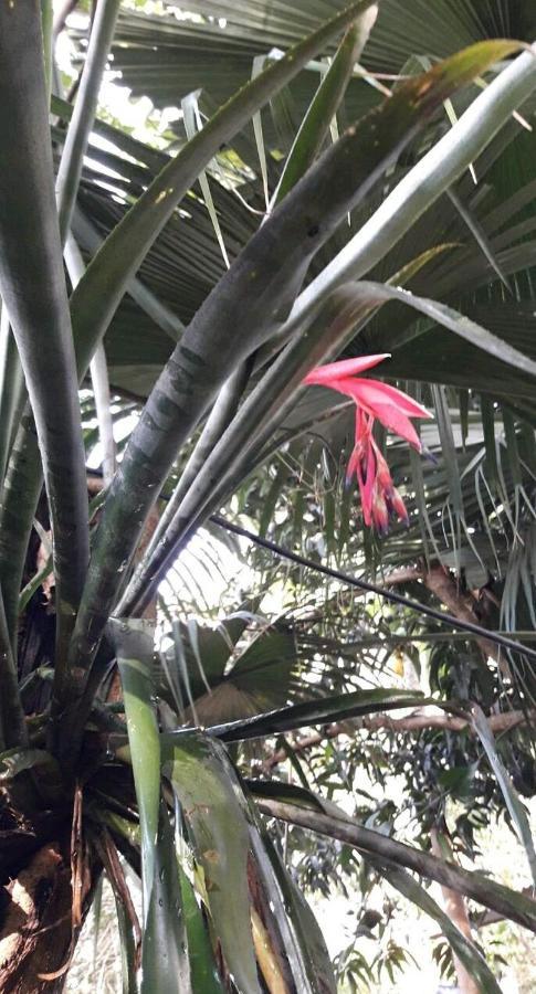 Ferienwohnung Jardin De Naipi Puerto Iguazú Exterior foto